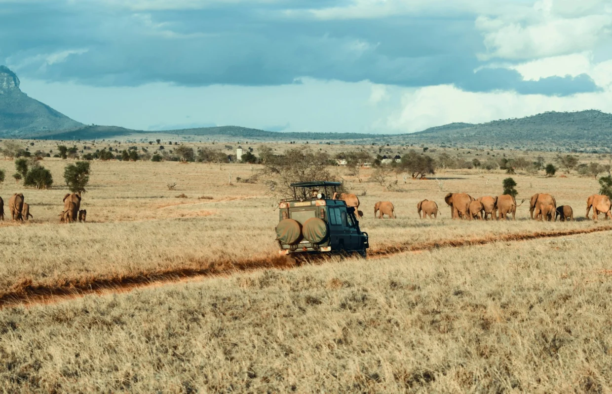 best-online-safari-booking-tips