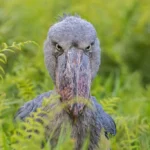east-africa-birding-safari-experience