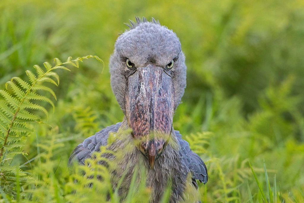 east-africa-birding-safari-experience