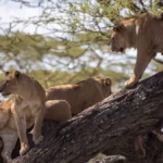 luxury-big-five-safaris-in-uganda