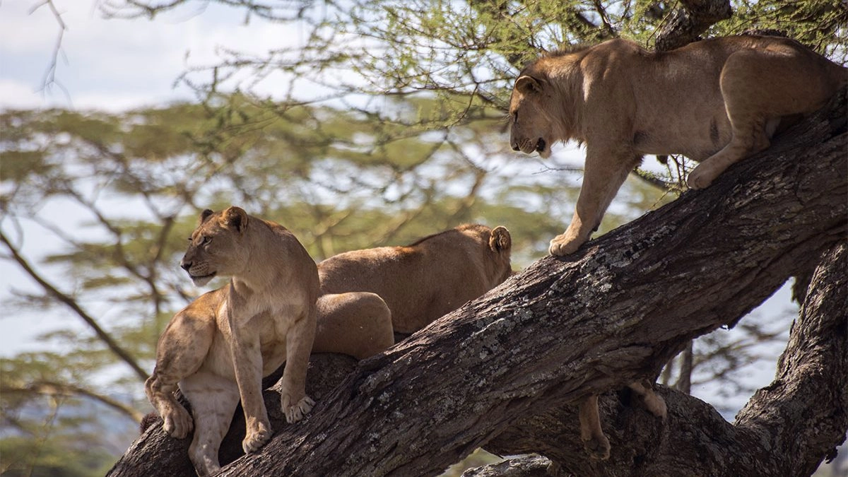 luxury-big-five-safaris-in-uganda