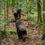 top-reasons-to-visit-kibale-forest-national-park