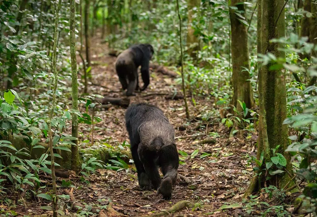 top-reasons-to-visit-kibale-forest-national-park