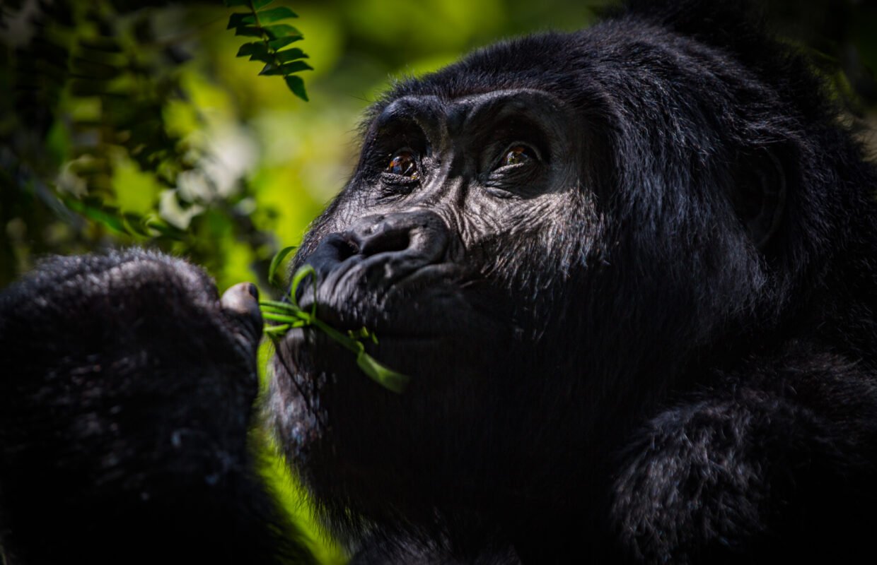 How easy is gorilla trekking in Uganda