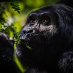 How easy is gorilla trekking in Uganda