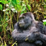 how-gorilla-trekking-inspires-conservation