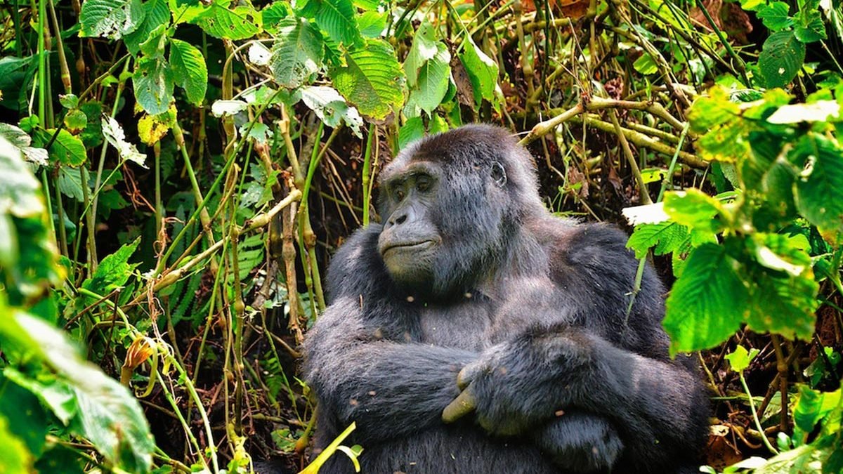 how-gorilla-trekking-inspires-conservation