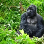 rwanda-gorilla-trekking-tips-every-traveler-should-know