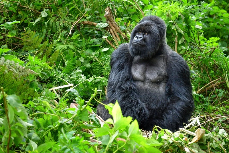 rwanda-gorilla-trekking-tips-every-traveler-should-know