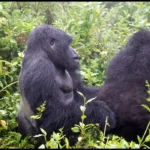 ultimate-guide-to-gorilla-trekking-safaris-in-uganda-and-rwanda