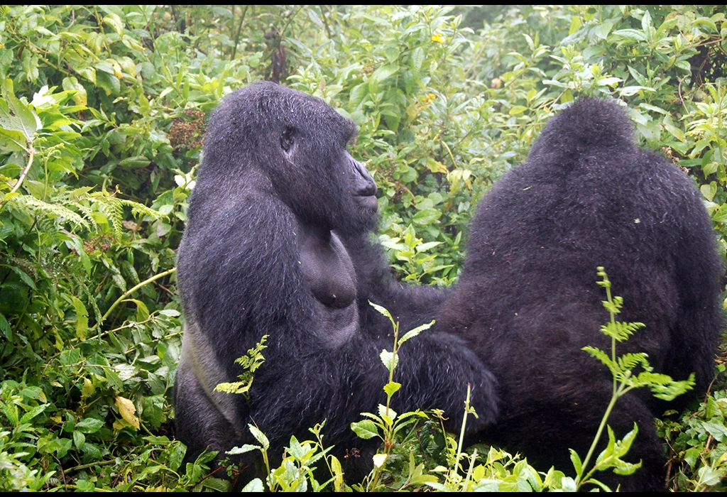 ultimate-guide-to-gorilla-trekking-safaris-in-uganda-and-rwanda