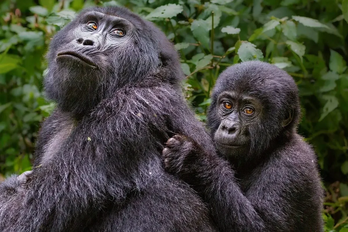 gorilla-trekking-vs-big-five-safari-which-experience-is-best