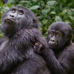 gorilla-trekking-vs-big-five-safari-which-experience-is-best