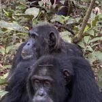 gorilla-and-chimpanzee-permits-in-uganda