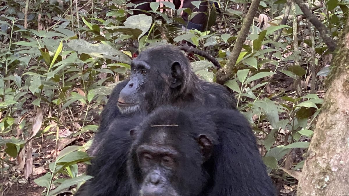 gorilla-and-chimpanzee-permits-in-uganda