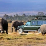 best-time-to-visit-uganda-rwanda-and-kenya-for-safari-adventures