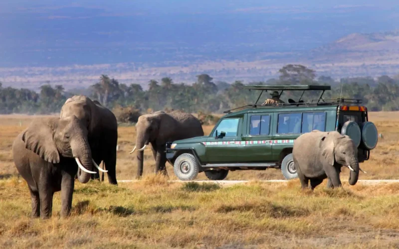 best-time-to-visit-uganda-rwanda-and-kenya-for-safari-adventures
