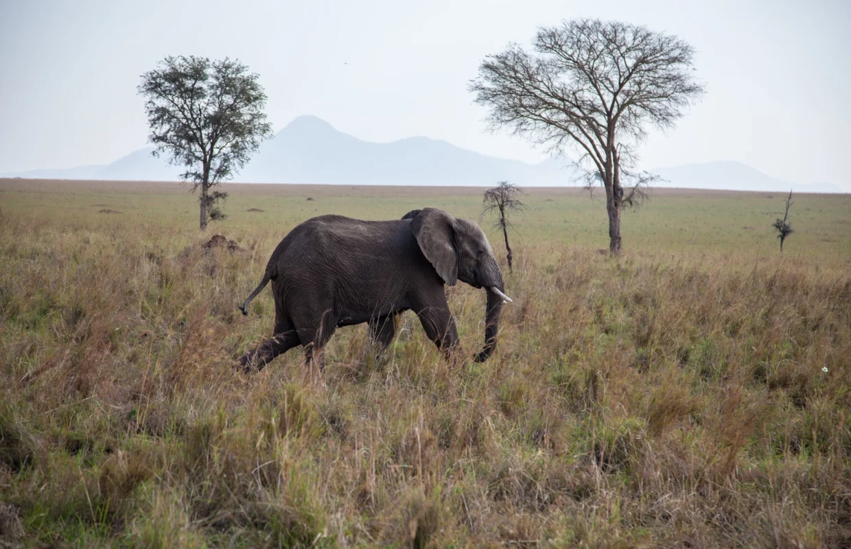 kidepo-valley-national-park-safari-experiences