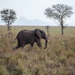 kidepo-valley-national-park-safari-experiences
