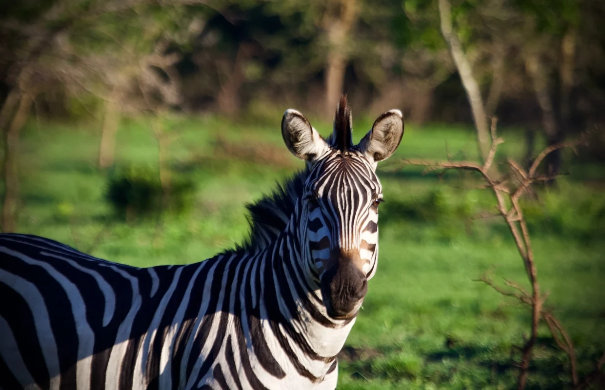 lake-mburo-national-park-safari-guide