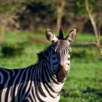 lake-mburo-national-park-safari-guide