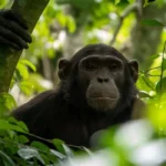which-national-park-has-many-chimpanzees-in-uganda