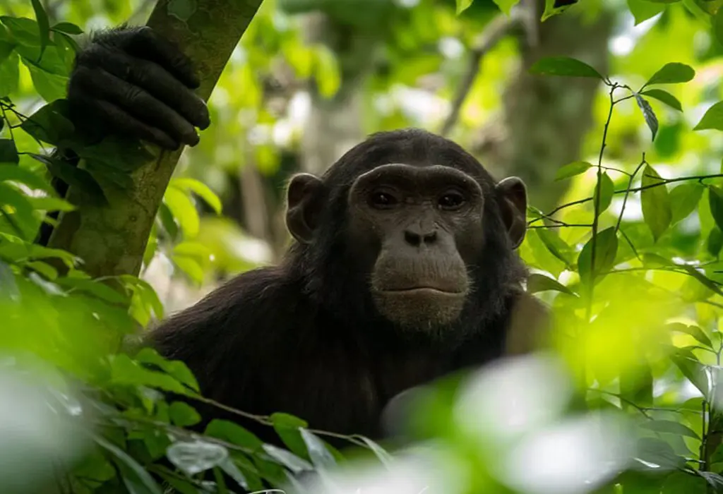 which-national-park-has-many-chimpanzees-in-uganda