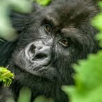 gorilla-trekking-in-mgahinga-national-park