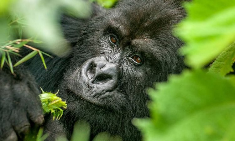 gorilla-trekking-in-mgahinga-national-park