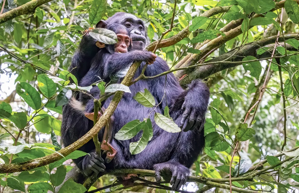 best-national-parks-for-primates-in-uganda