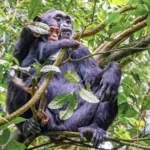 best-national-parks-for-primates-in-uganda