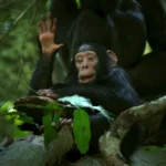 rwanda-chimpanzee-trekking-experiences