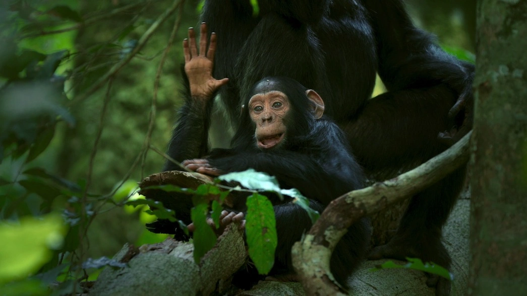 rwanda-chimpanzee-trekking-experiences