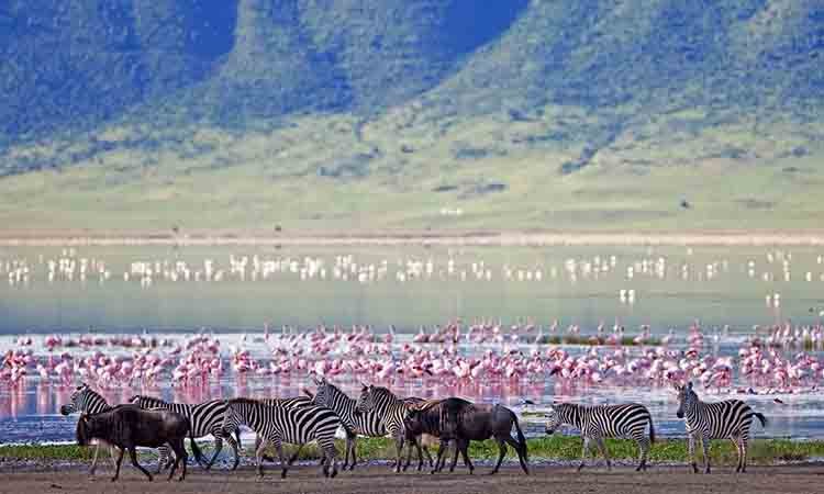 ngorongoro-crater-wildlife-tours