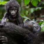 top-reasons-to-visit-bwindi-impenetrable-national-park