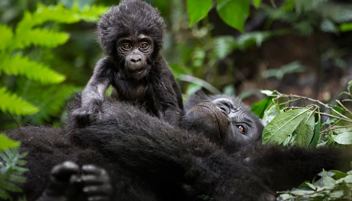 top-reasons-to-visit-bwindi-impenetrable-national-park