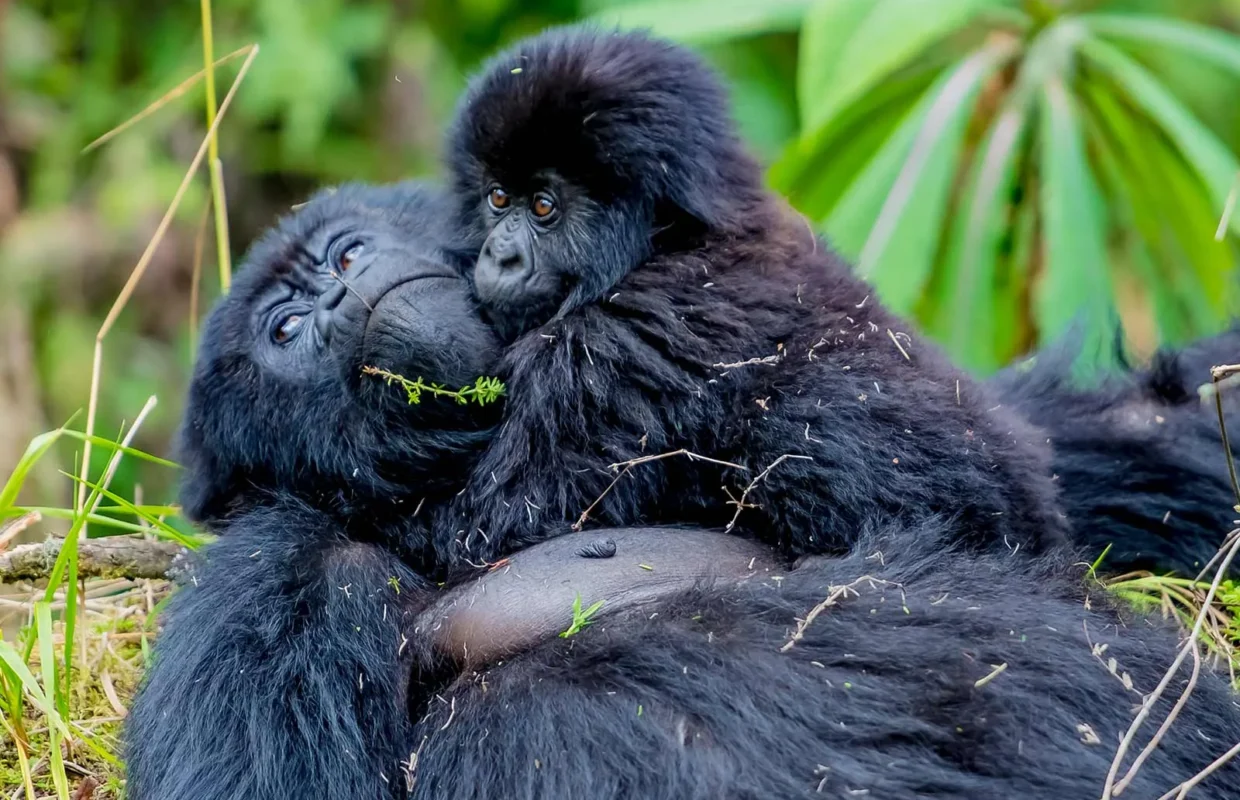 vip-gorilla-trekking-safari-in-uganda