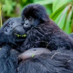 vip-gorilla-trekking-safari-in-uganda