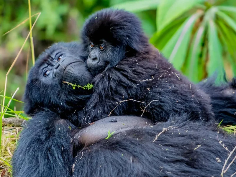 vip-gorilla-trekking-safari-in-uganda