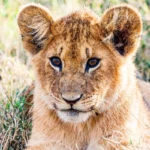 how-to-choose-the-right-safari-tour-package-in-east-africa