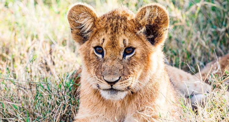 how-to-choose-the-right-safari-tour-package-in-east-africa