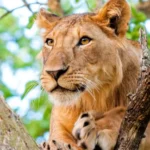 where-to-spot-lions-and-leopards-in-uganda