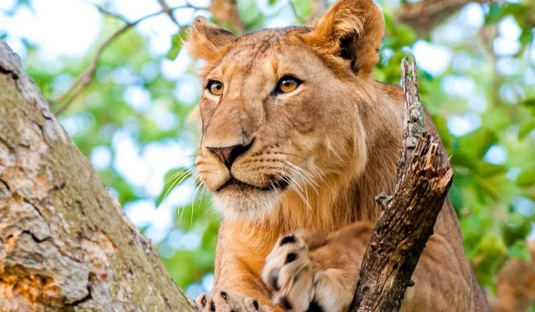 where-to-spot-lions-and-leopards-in-uganda