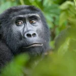 best-primates-to-see-in-uganda