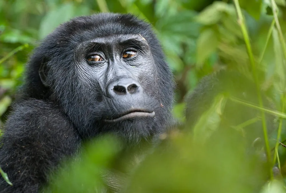 best-primates-to-see-in-uganda