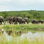 where-to-see-the-big-five-in-uganda