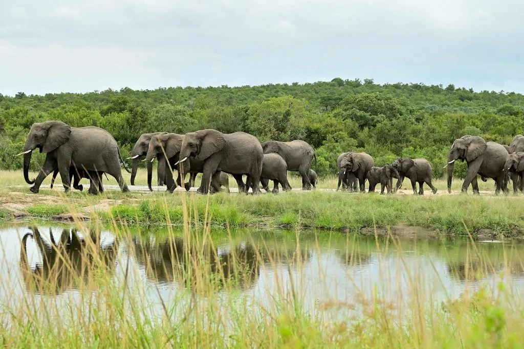where-to-see-the-big-five-in-uganda