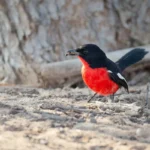 albertine-rift-endemic-birds