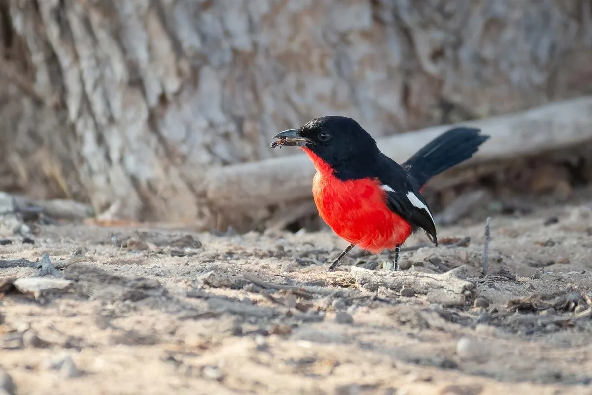 albertine-rift-endemic-birds