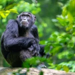 chimpanzee-trekking-safari-in-uganda